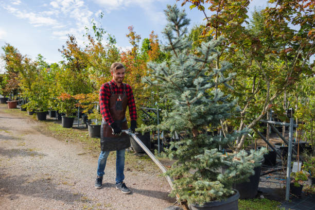 Professional  Tree Services in Austell, GA